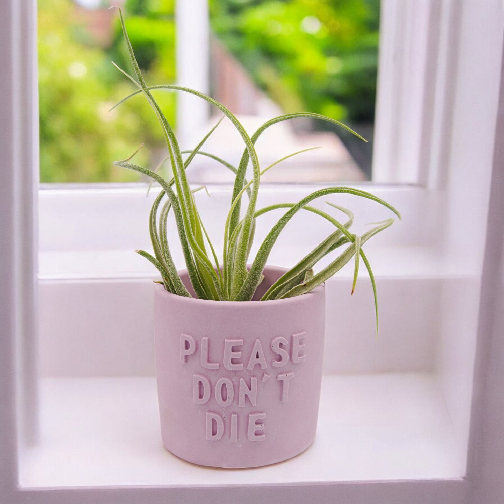 Handmade hydrostone airplant pots with funny sayings I wet my Plants or Please Don't Die