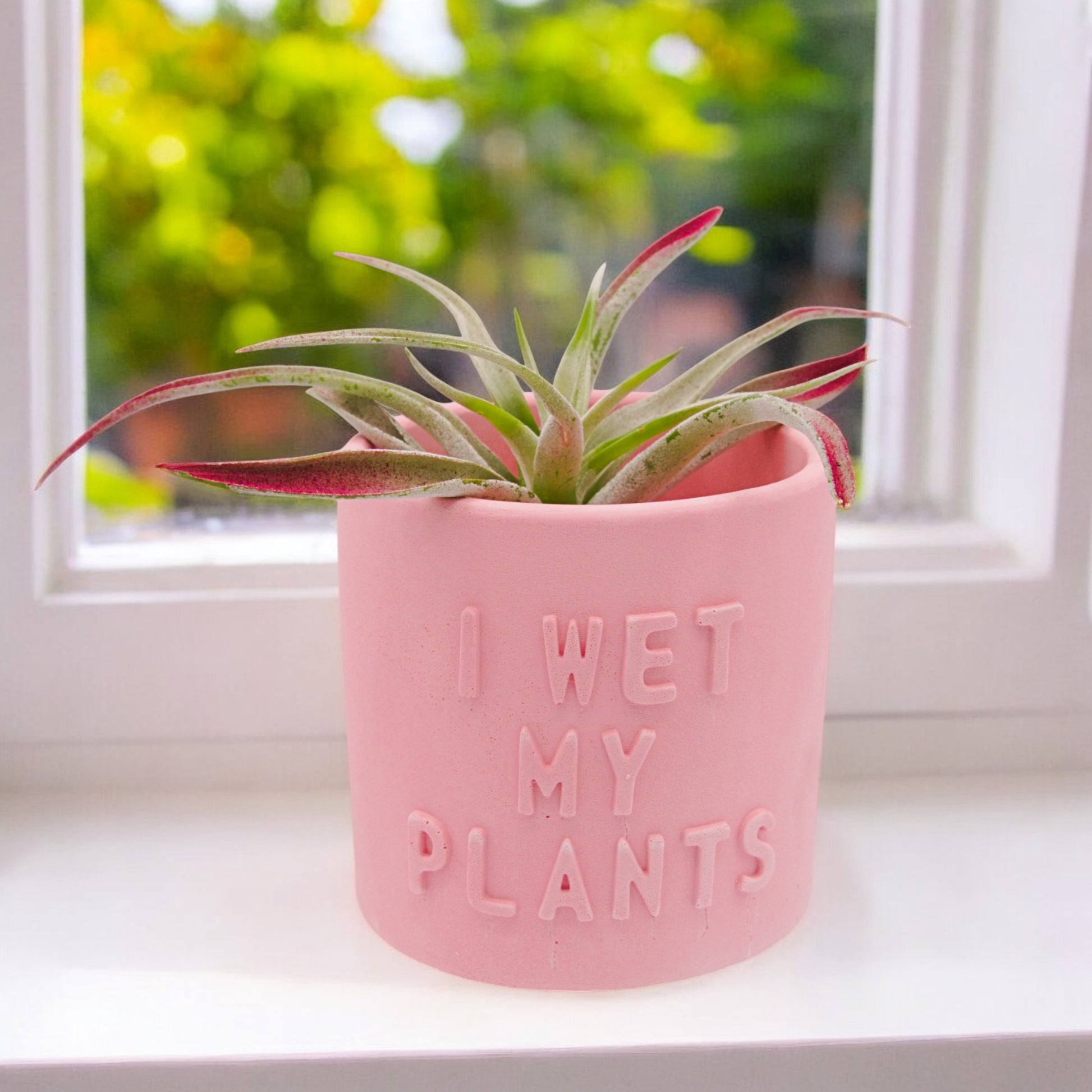 Handmade hydrostone airplant pots with funny sayings I wet my Plants or Please Don't Die