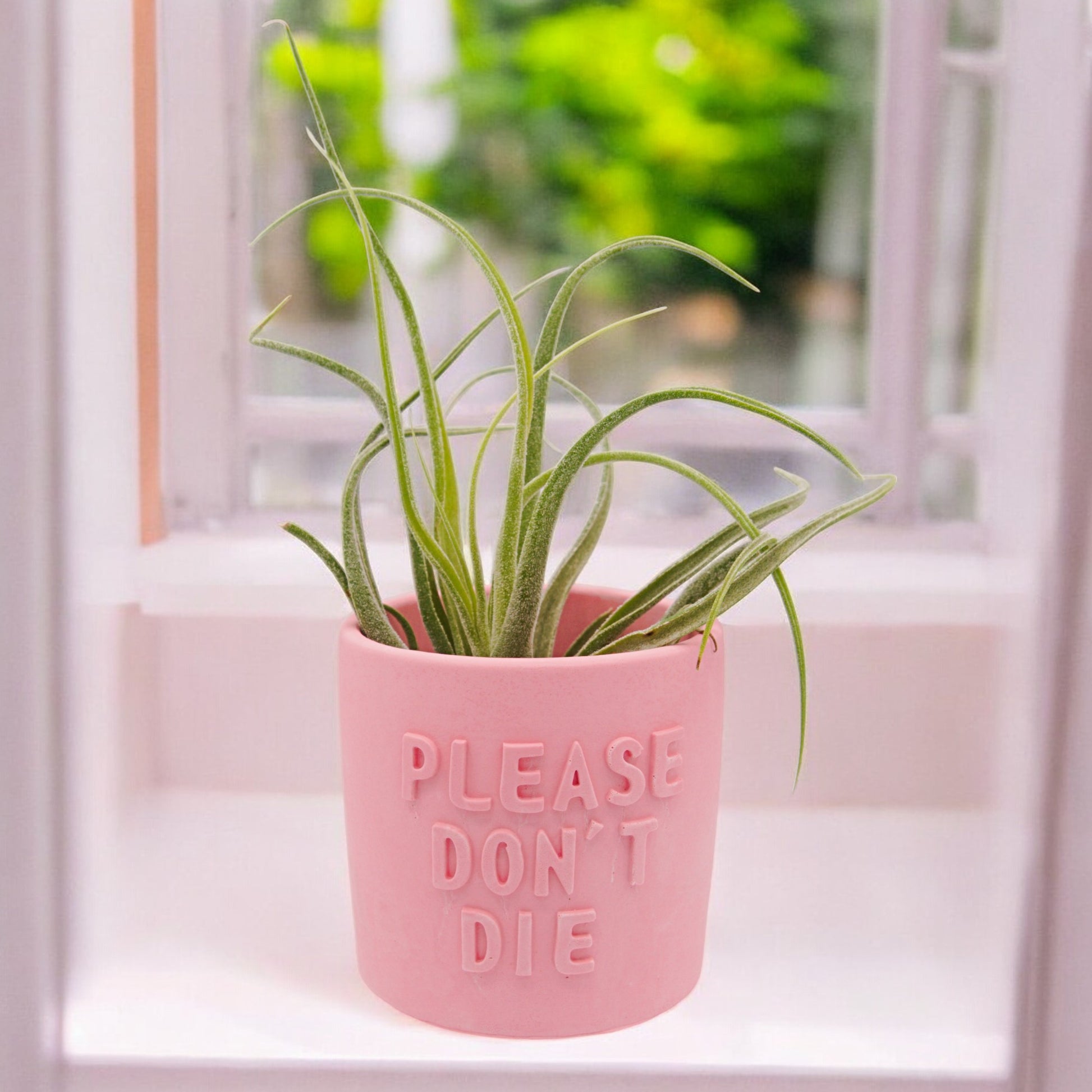 Handmade hydrostone airplant pots with funny sayings I wet my Plants or Please Don't Die