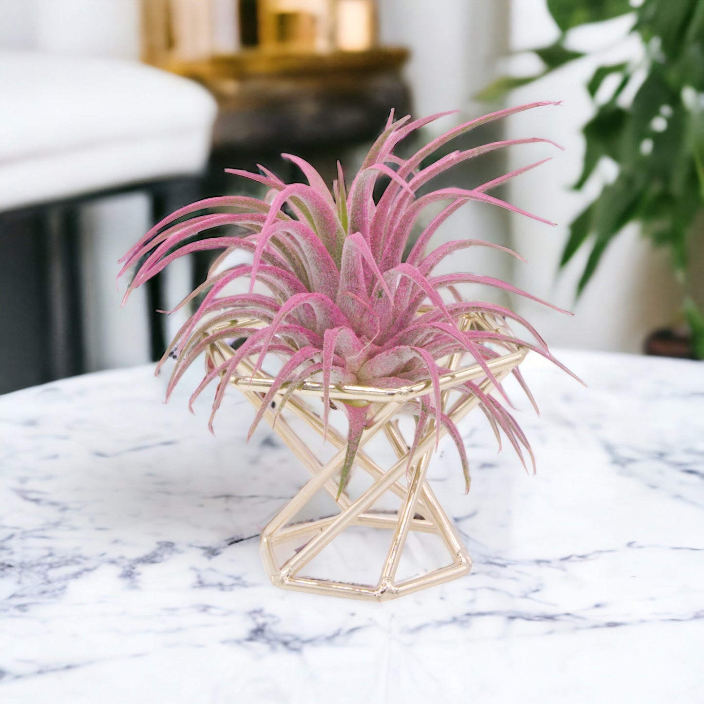 Hexagon Airplant Stand
