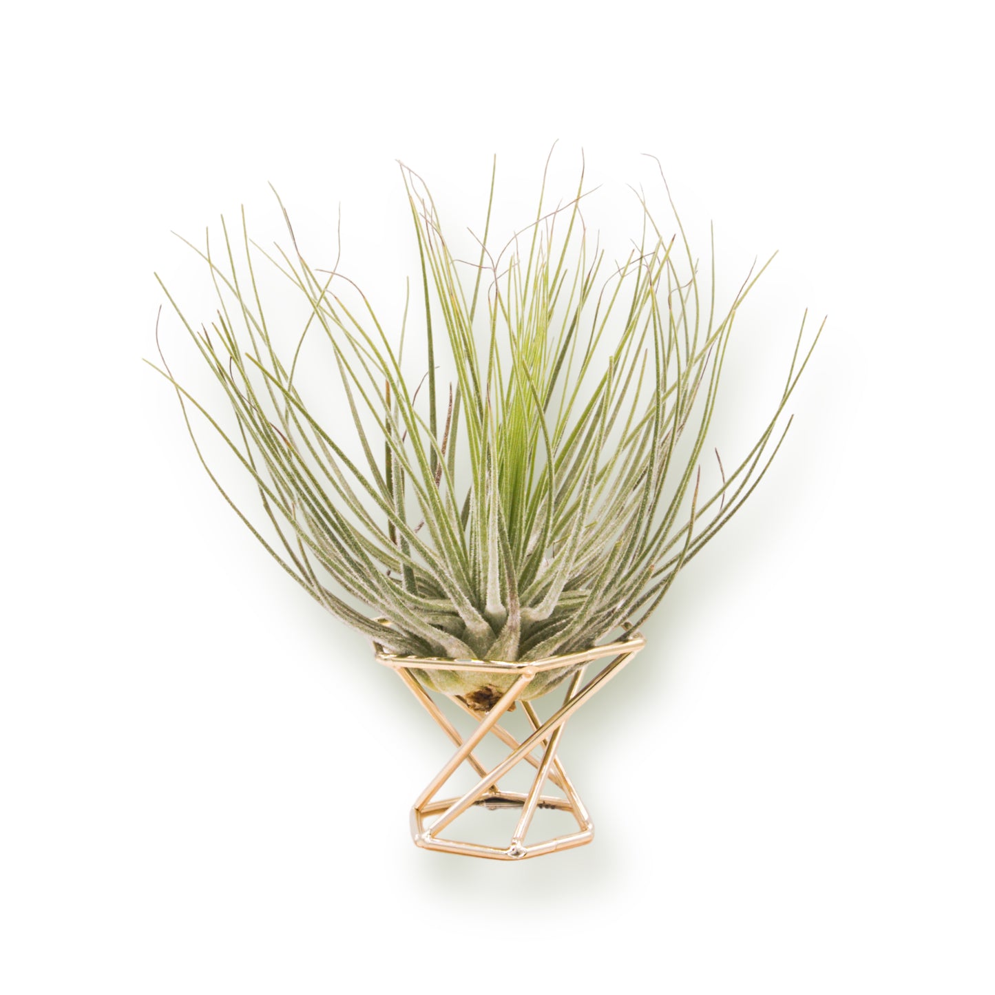 Hexagon Airplant Stand