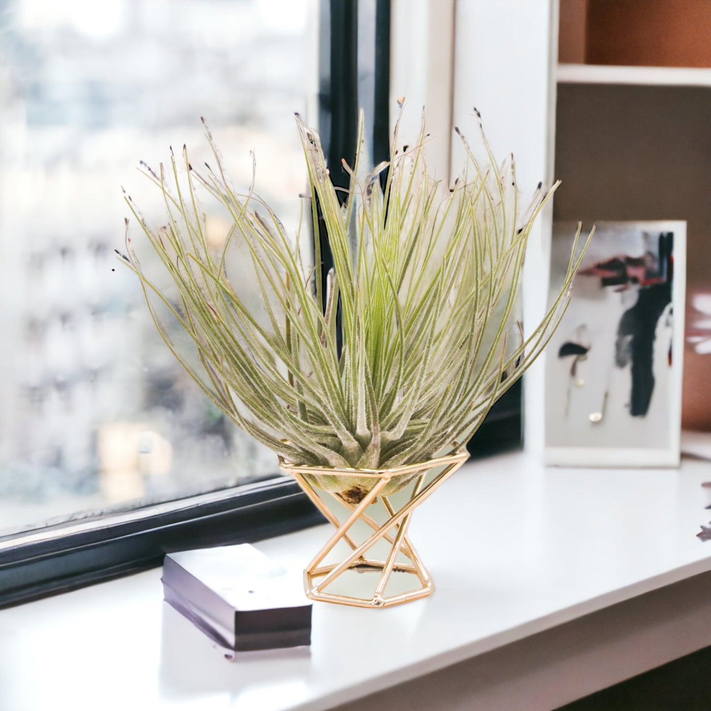 Hexagon Airplant Stand