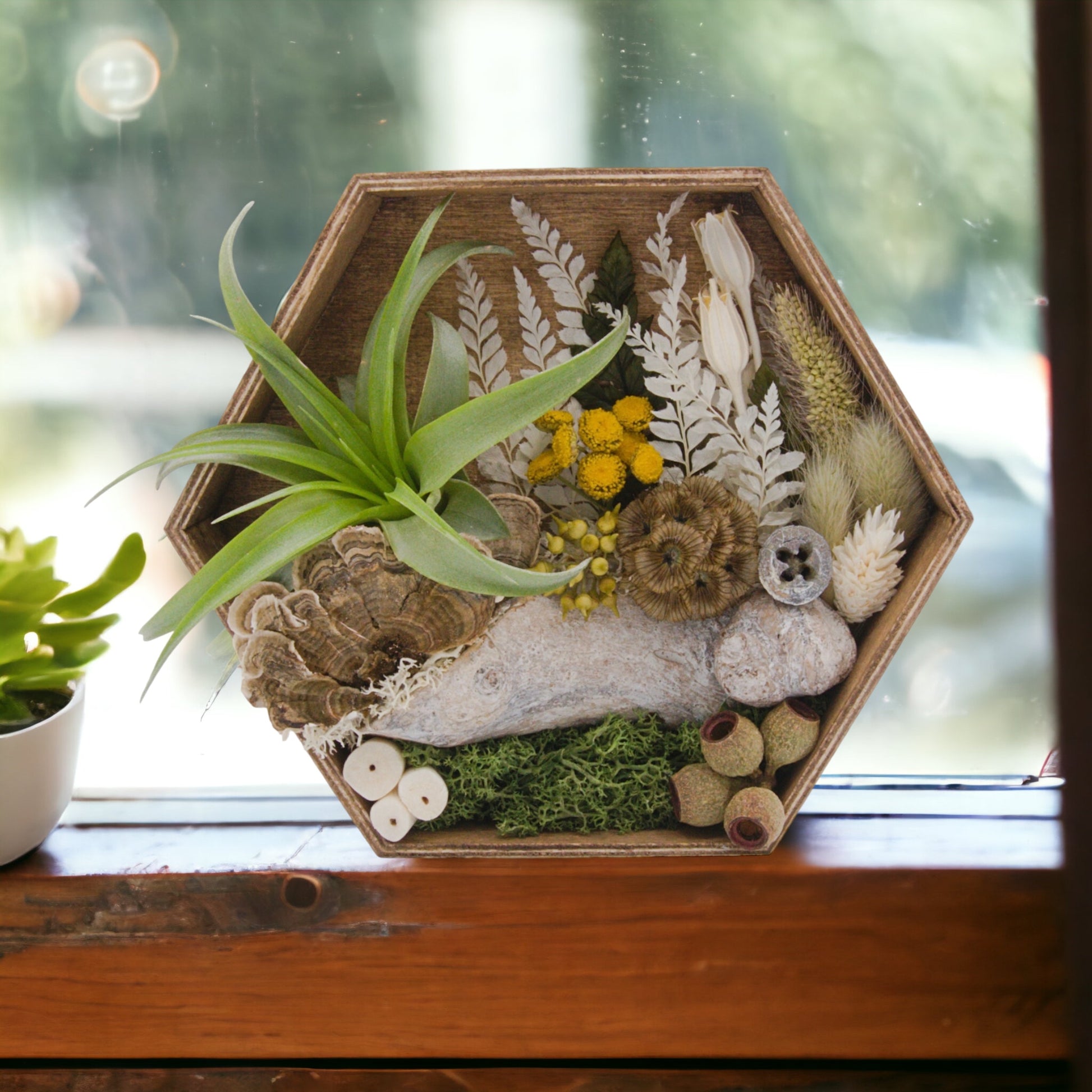 Wooden hexagon box frame stained, filled with dried flowers, moss, wood, dried mushrooms and an airplant