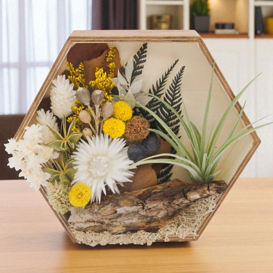 Airplant Landscape Frames - Hexagon Neutral Colours