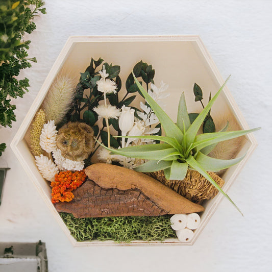 Wooden hexagon box frame filled with dried flowers, wood, moss and an airplant