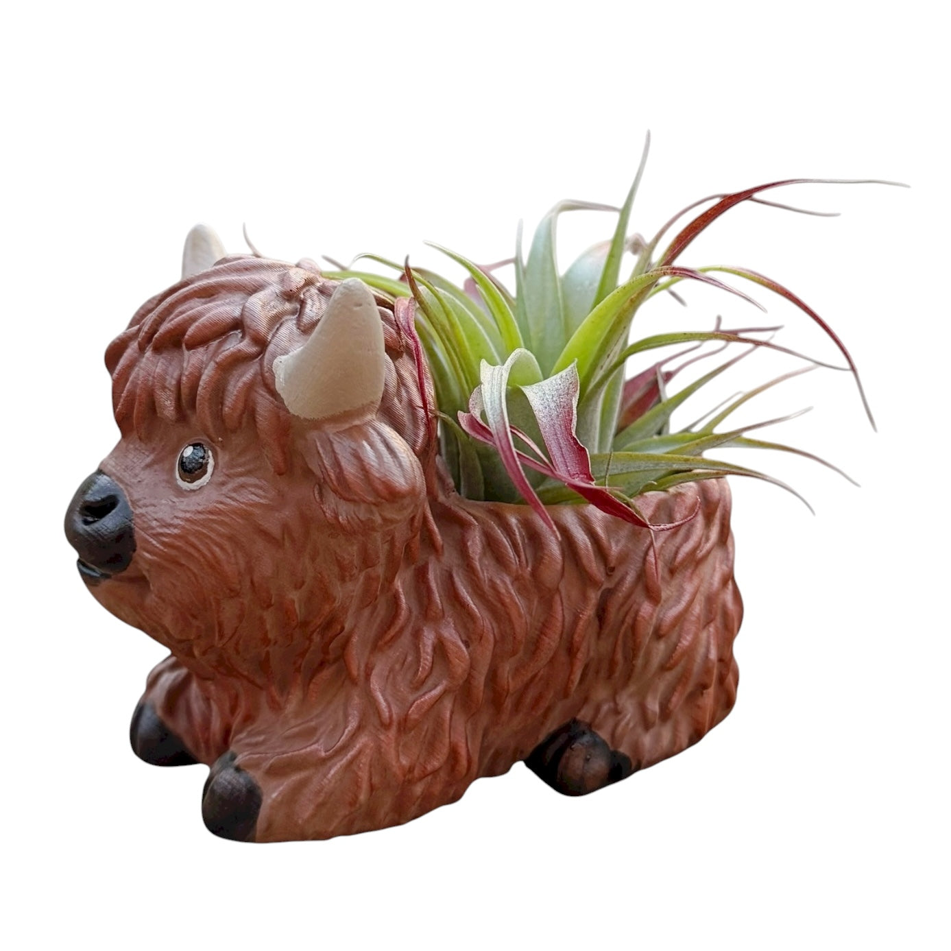 Hamish the Highland Cow Airplant Pot