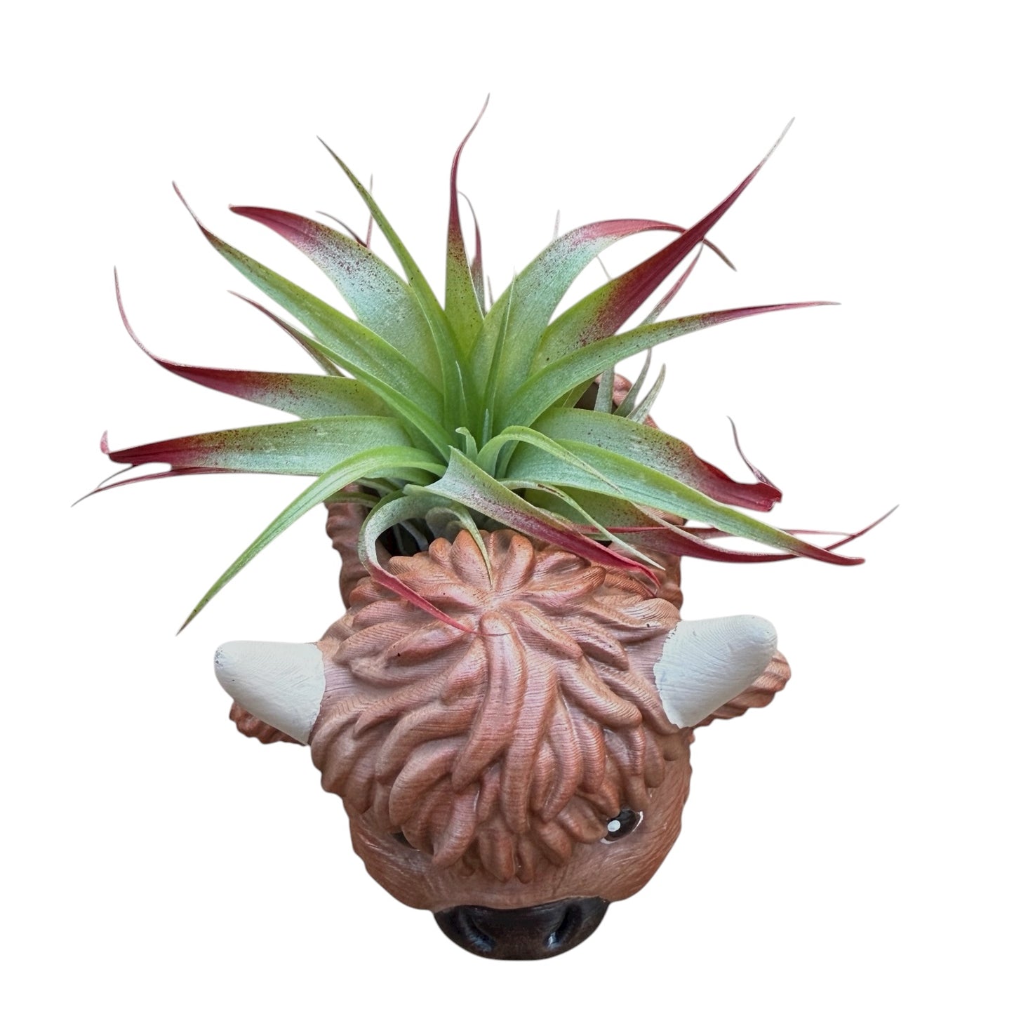 Hamish the Highland Cow Airplant Pot