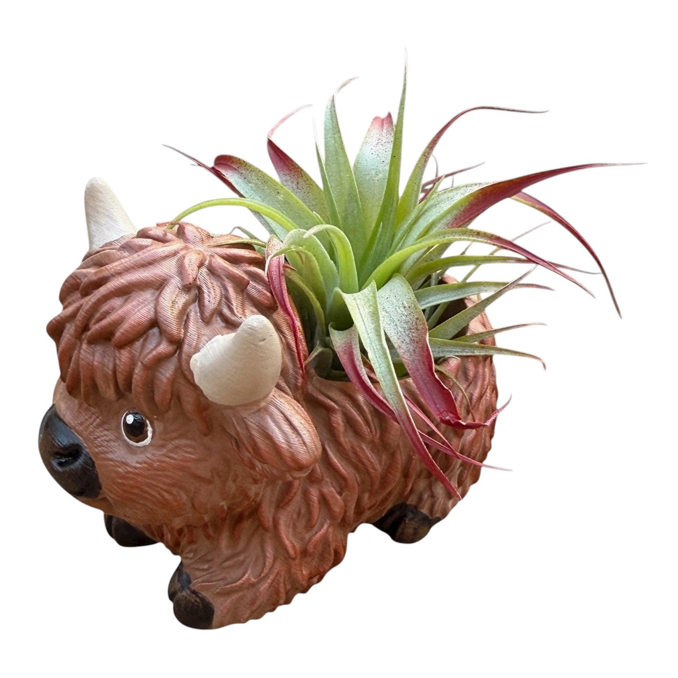 Hamish the Highland Cow Airplant Pot