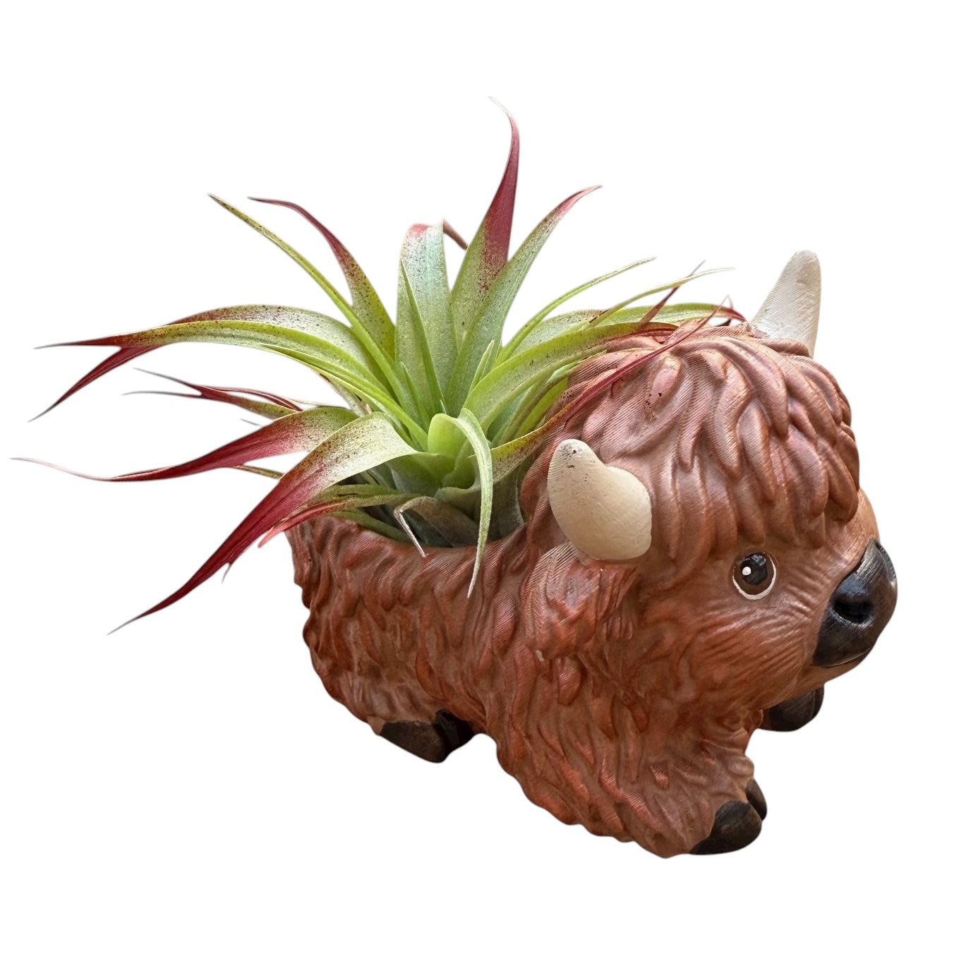 Hamish the Highland Cow Airplant Pot