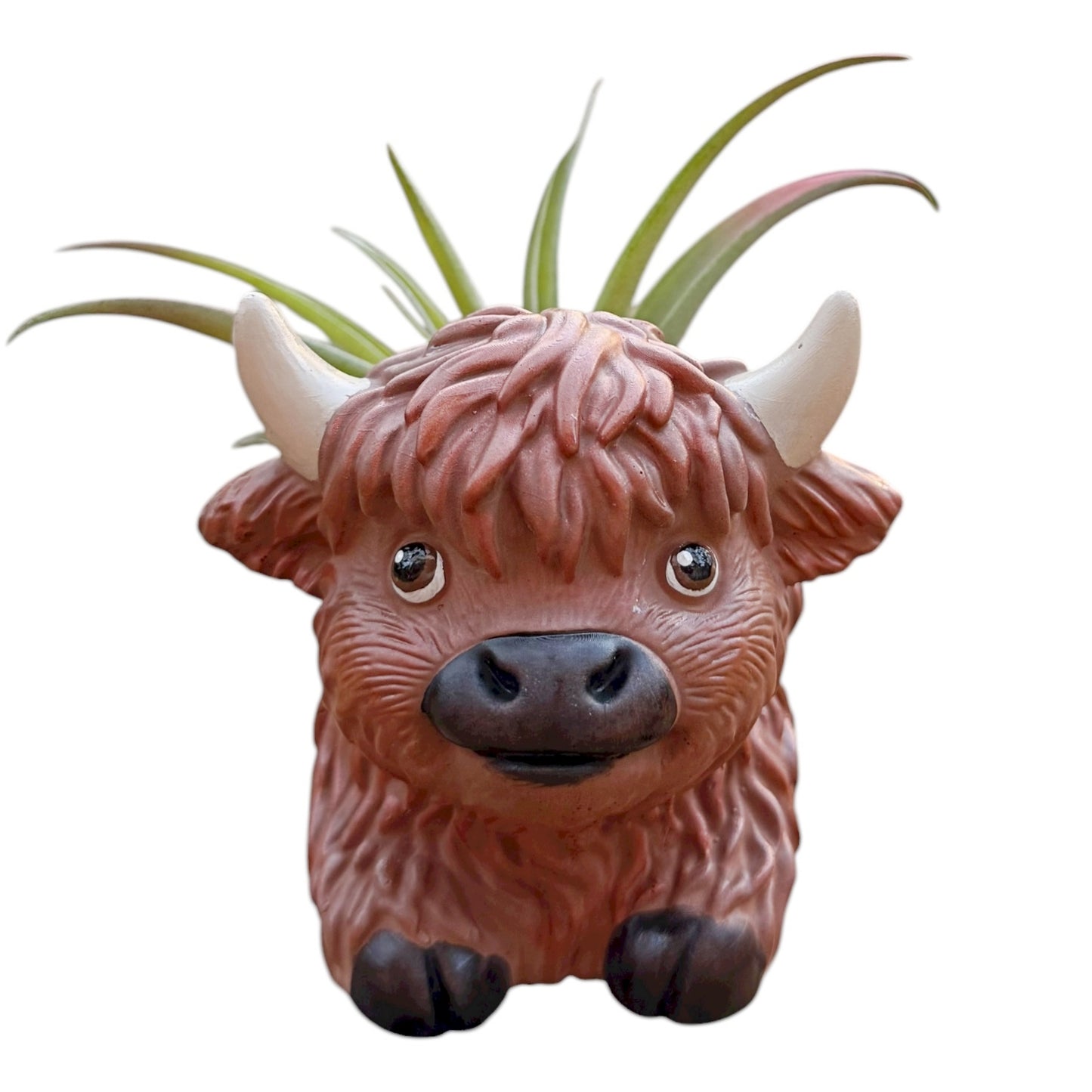 Hamish the Highland Cow Airplant Pot