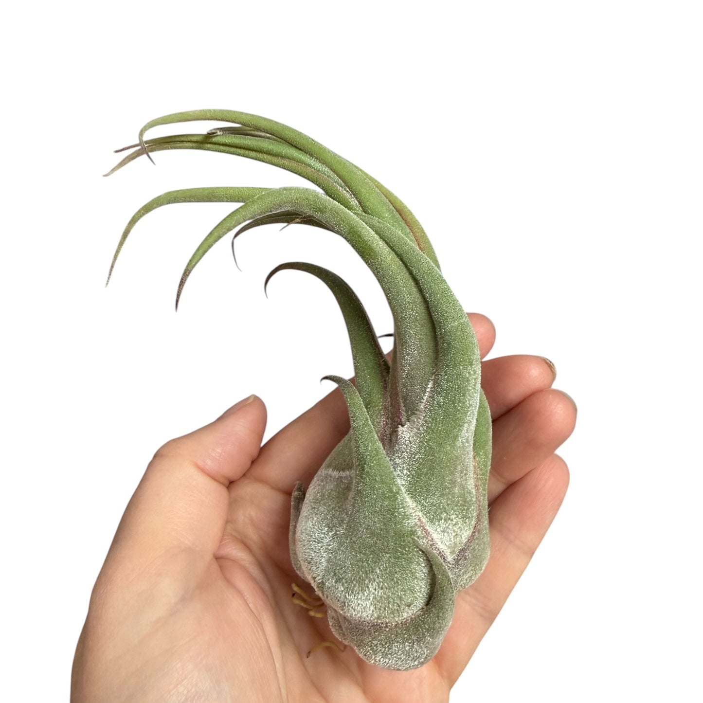 Tillandsia Seleriana