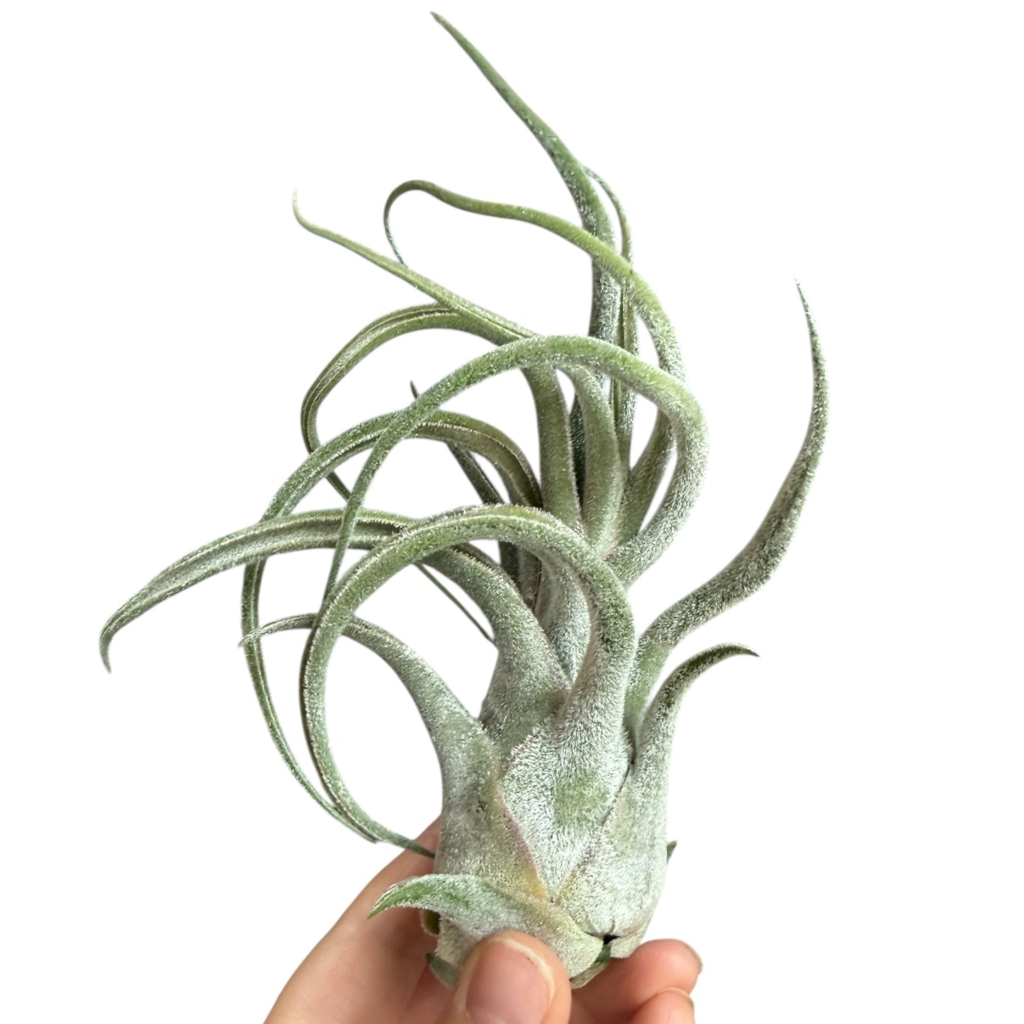 Tillandsia Seleriana