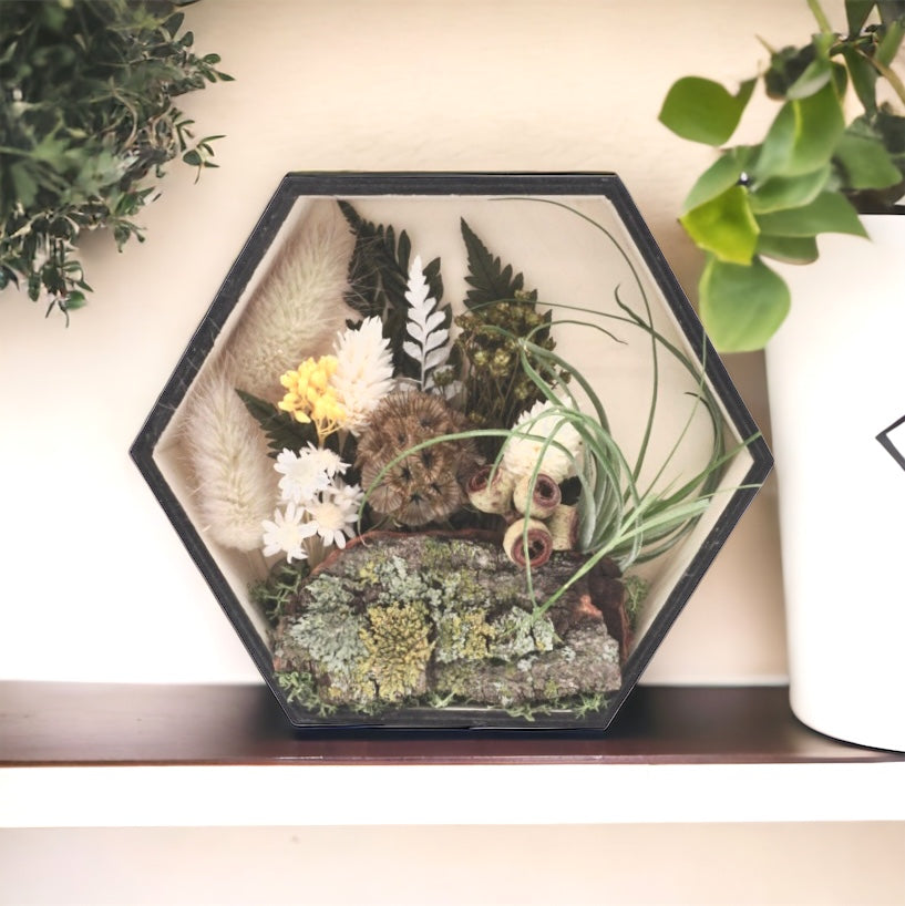 Airplant Art Frame - A Walk in the Woods