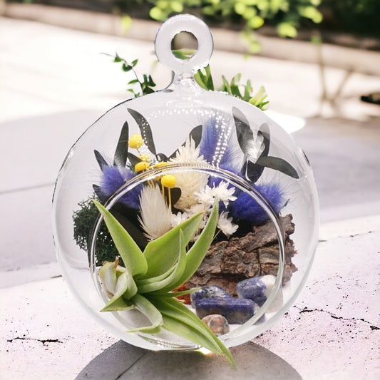 Terrarium à bulles de plante aérienne - bleu