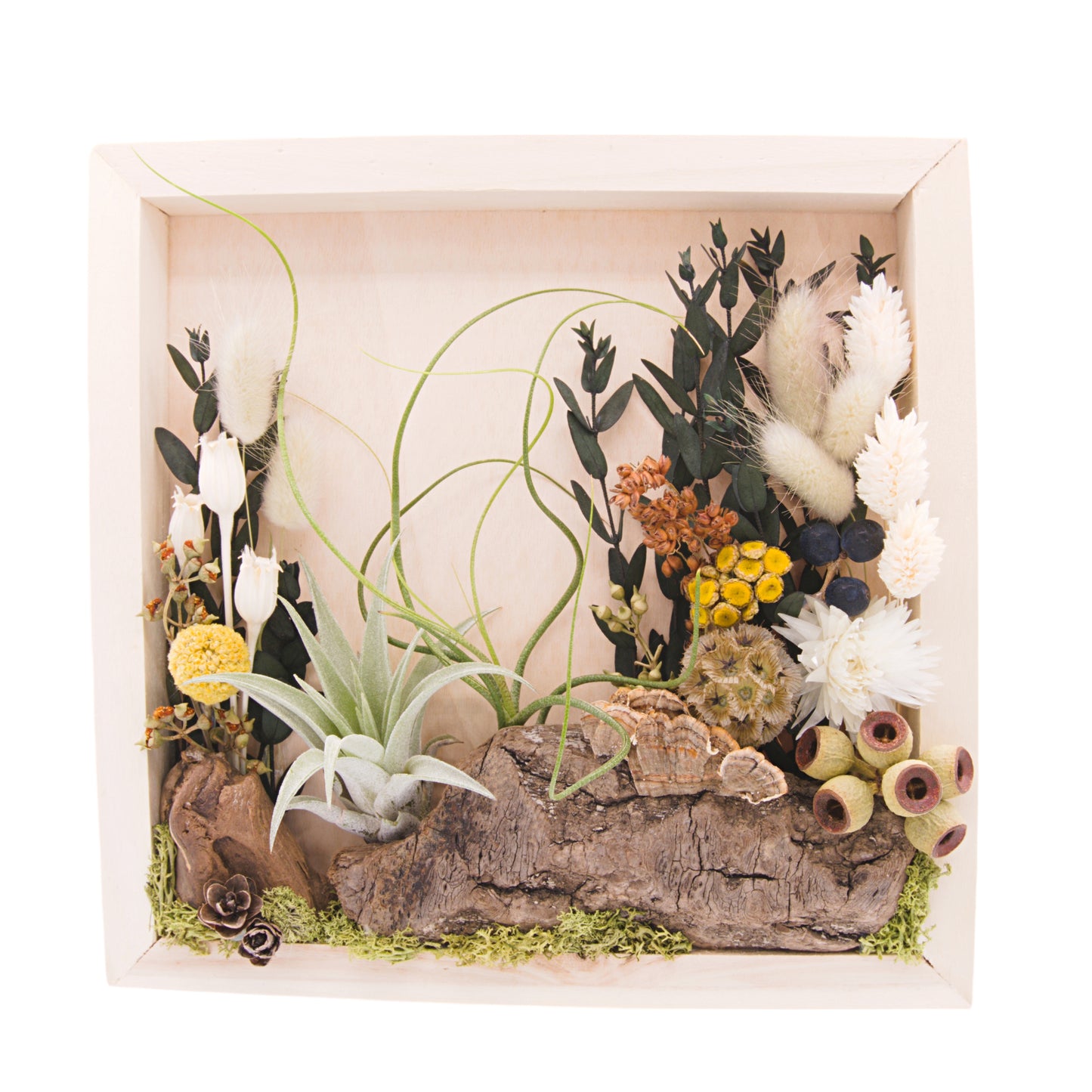 Wooden square box frame filled with dried flowers, wood, moss and two airplants or tillandsias