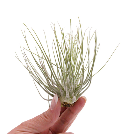 Tillandsia Magnusiana