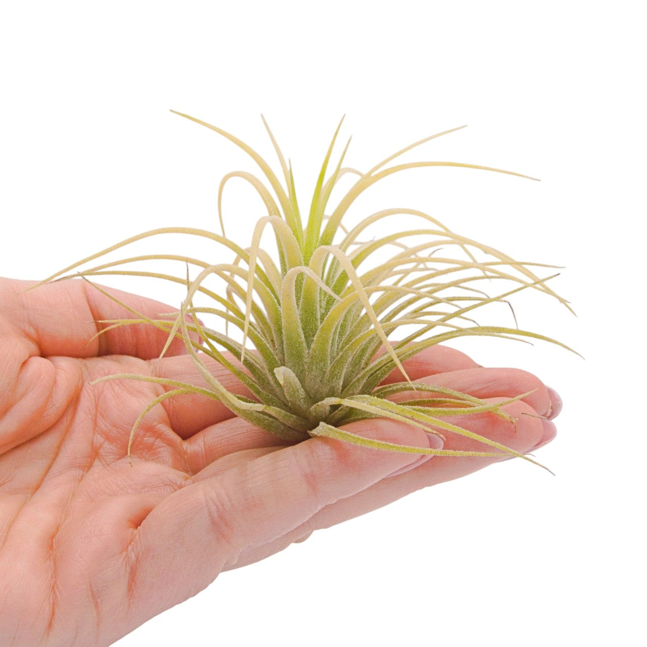 Tillandsia Ionantha Druid