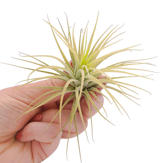 Tillandsia Ionantha Druid