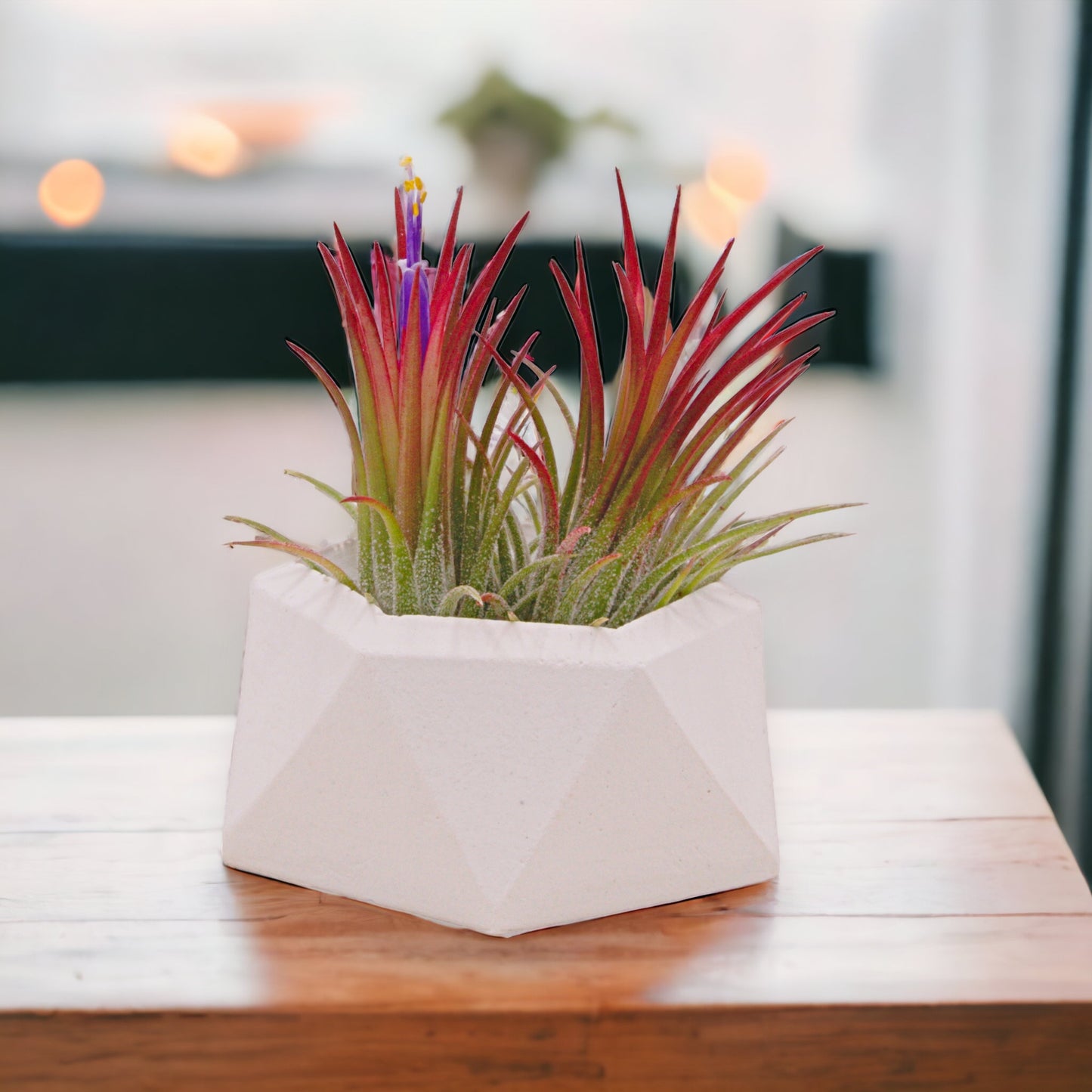 Airplant Ionantha Fuego red enhanced