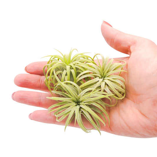 Ionantha Rubra Curly Airplant