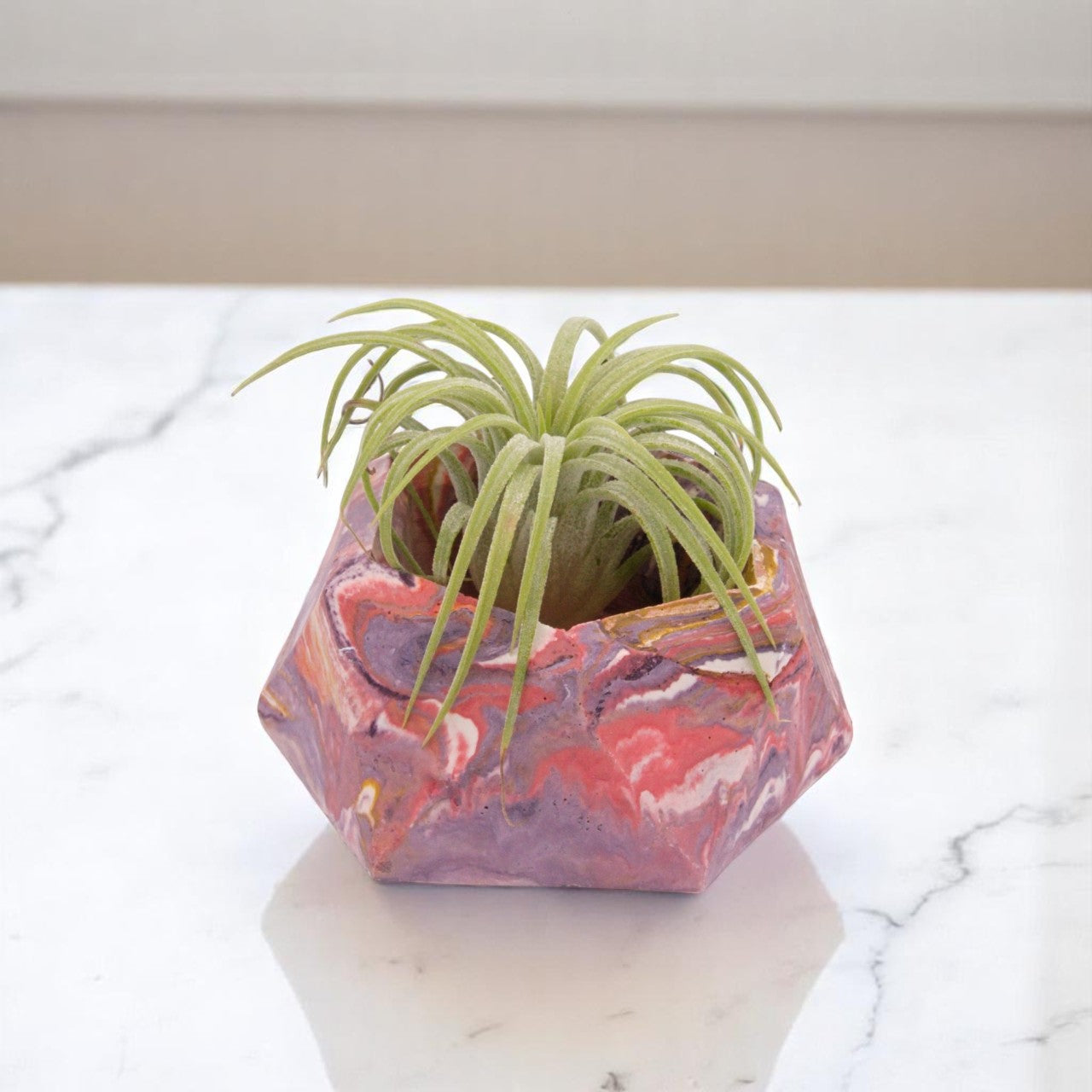 Ionantha Rubra Curly Airplant