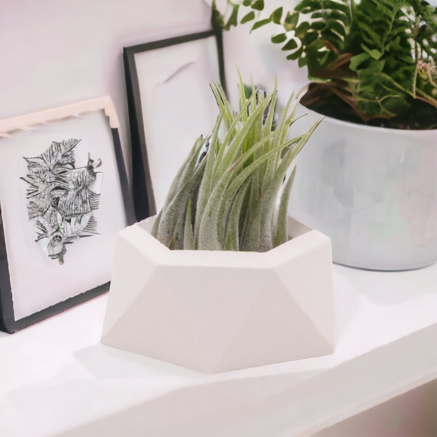 White hydrostone airplant pots