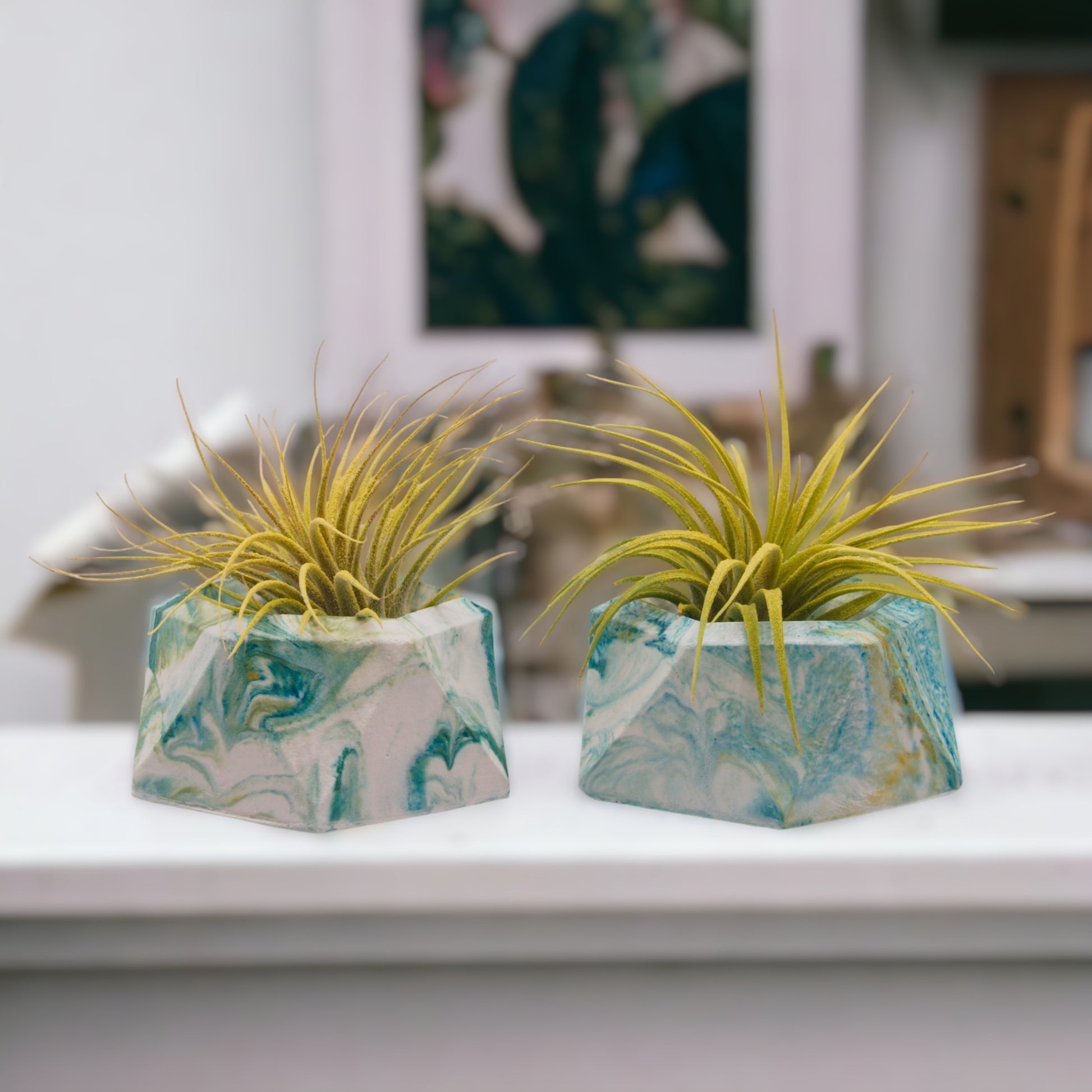 Tillandsia Ionantha yellow