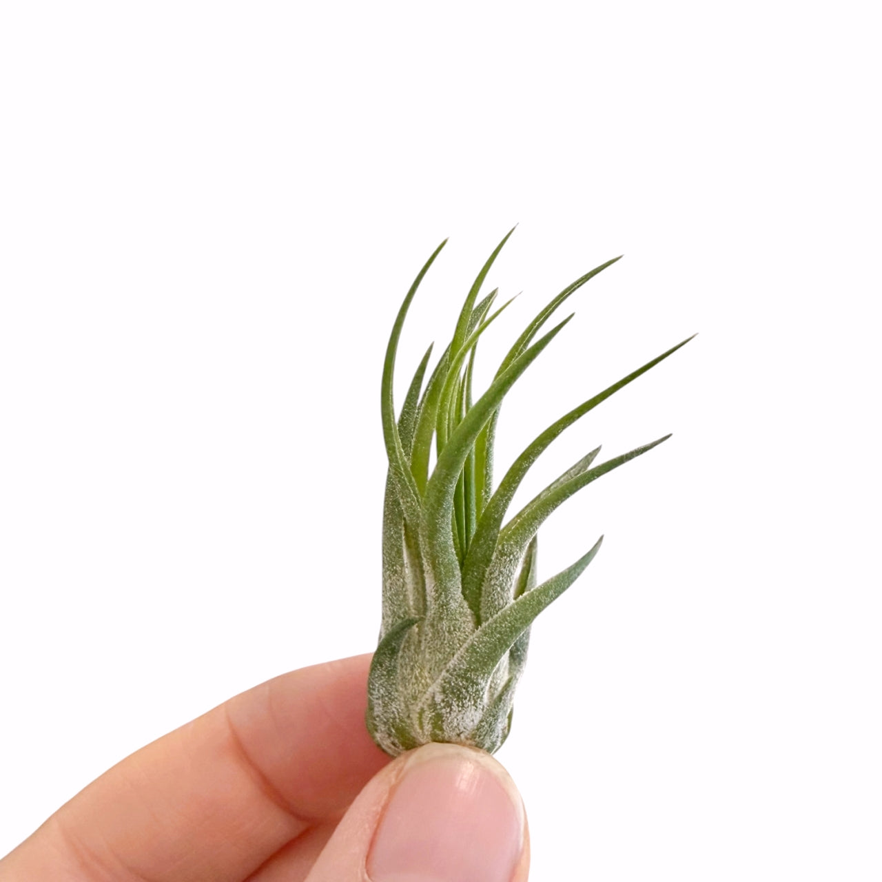 Tillandsia Ionantha Scaposa