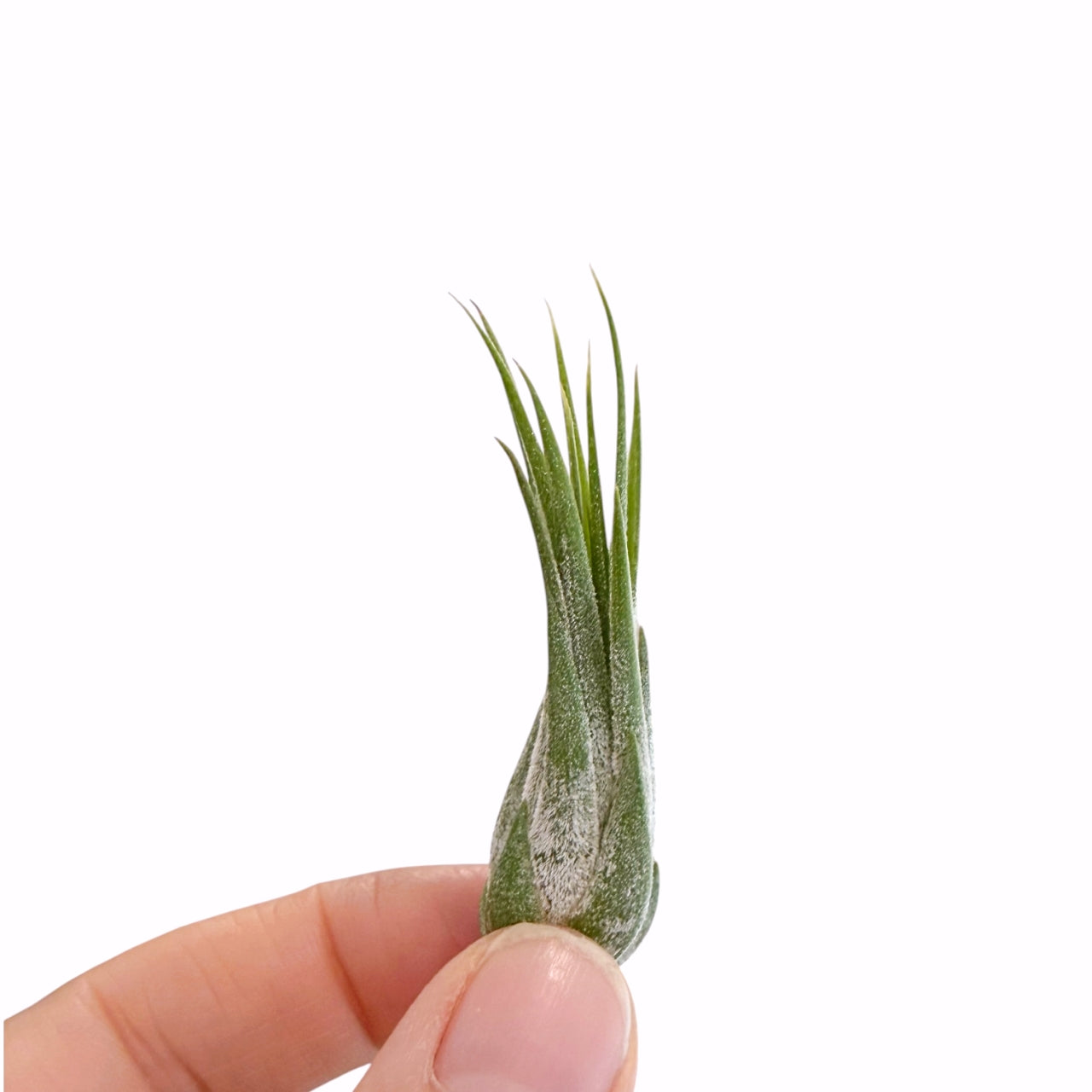 Tillandsia Ionantha Scaposa