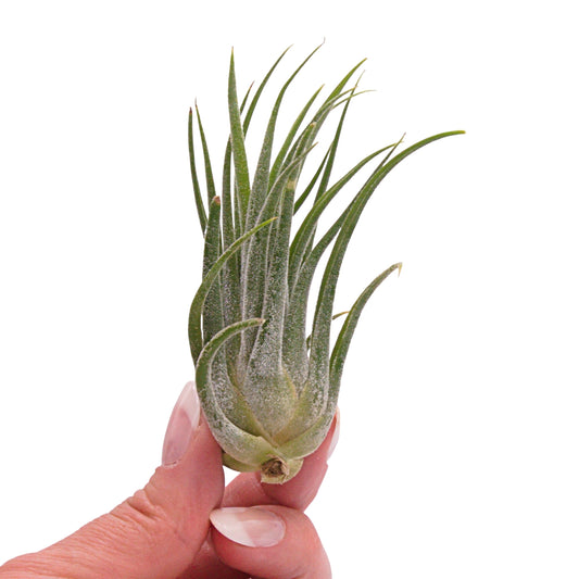 Ionantha x Seleriana hybrid airplant Canada