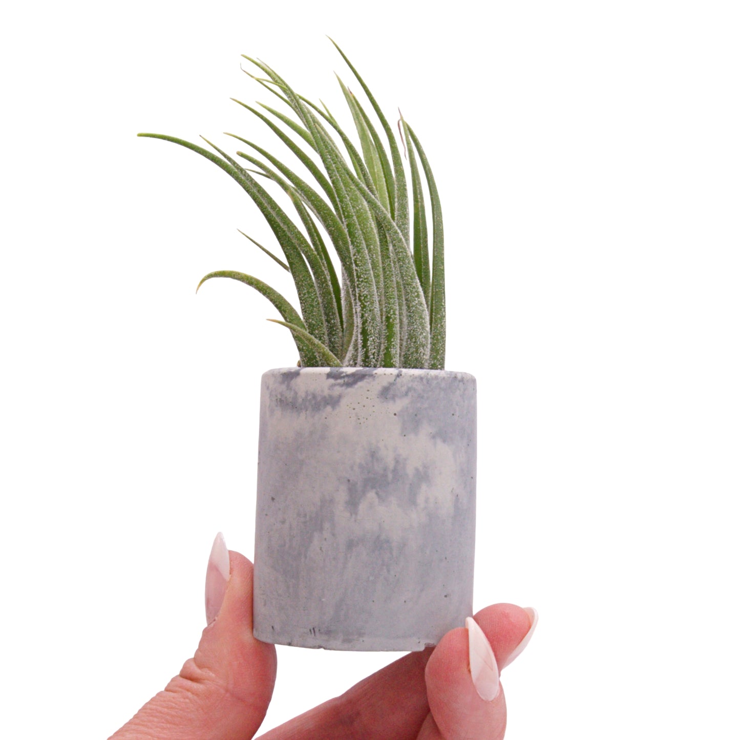 Black & grey marbled cement airplant pots