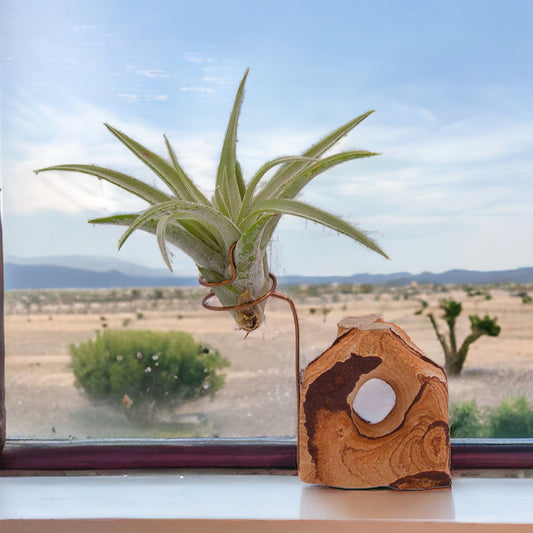 Landscape sandstone airplant holder