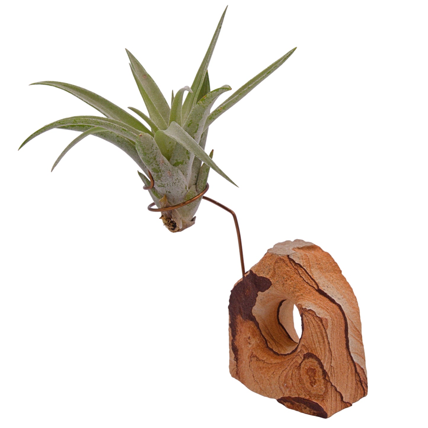 Landscape sandstone airplant holder