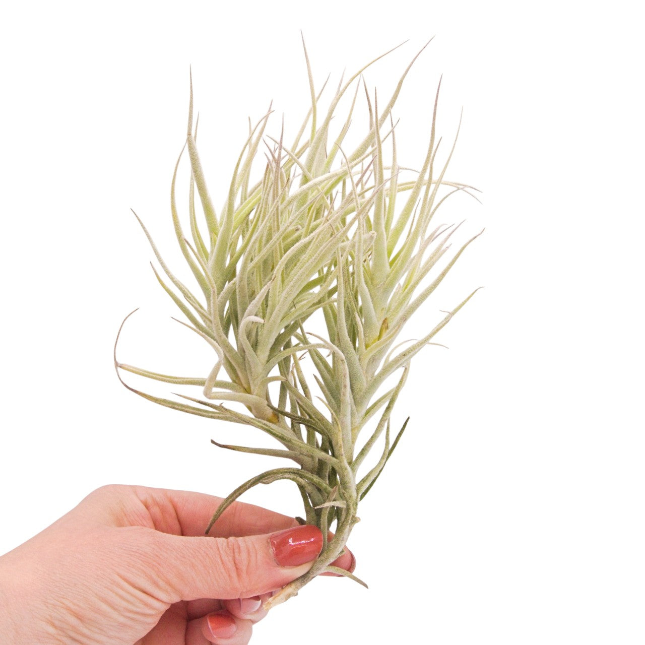 Tillandsia Paleacea Touffe de 8+ têtes