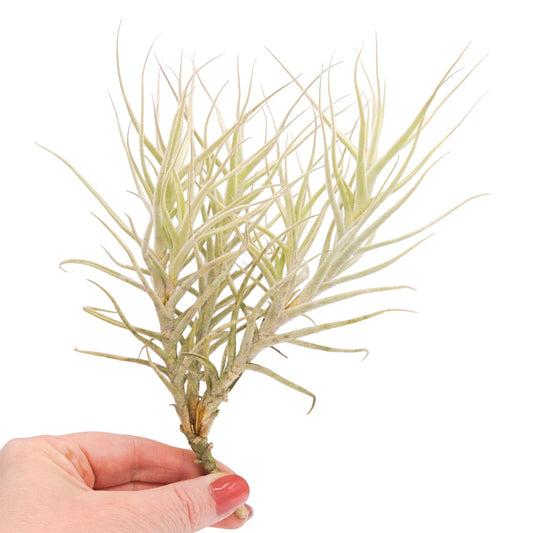Tillandsia Paleacea Touffe de 8+ têtes