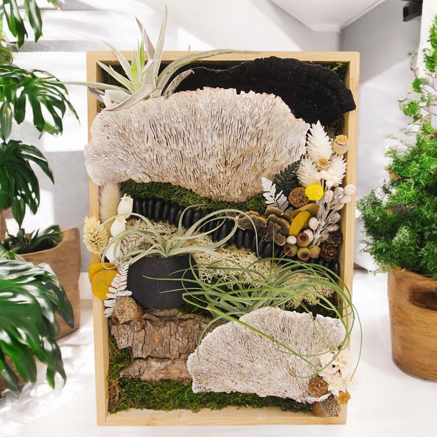 Bamboo Airplant Frames - Black & White Mushrooms