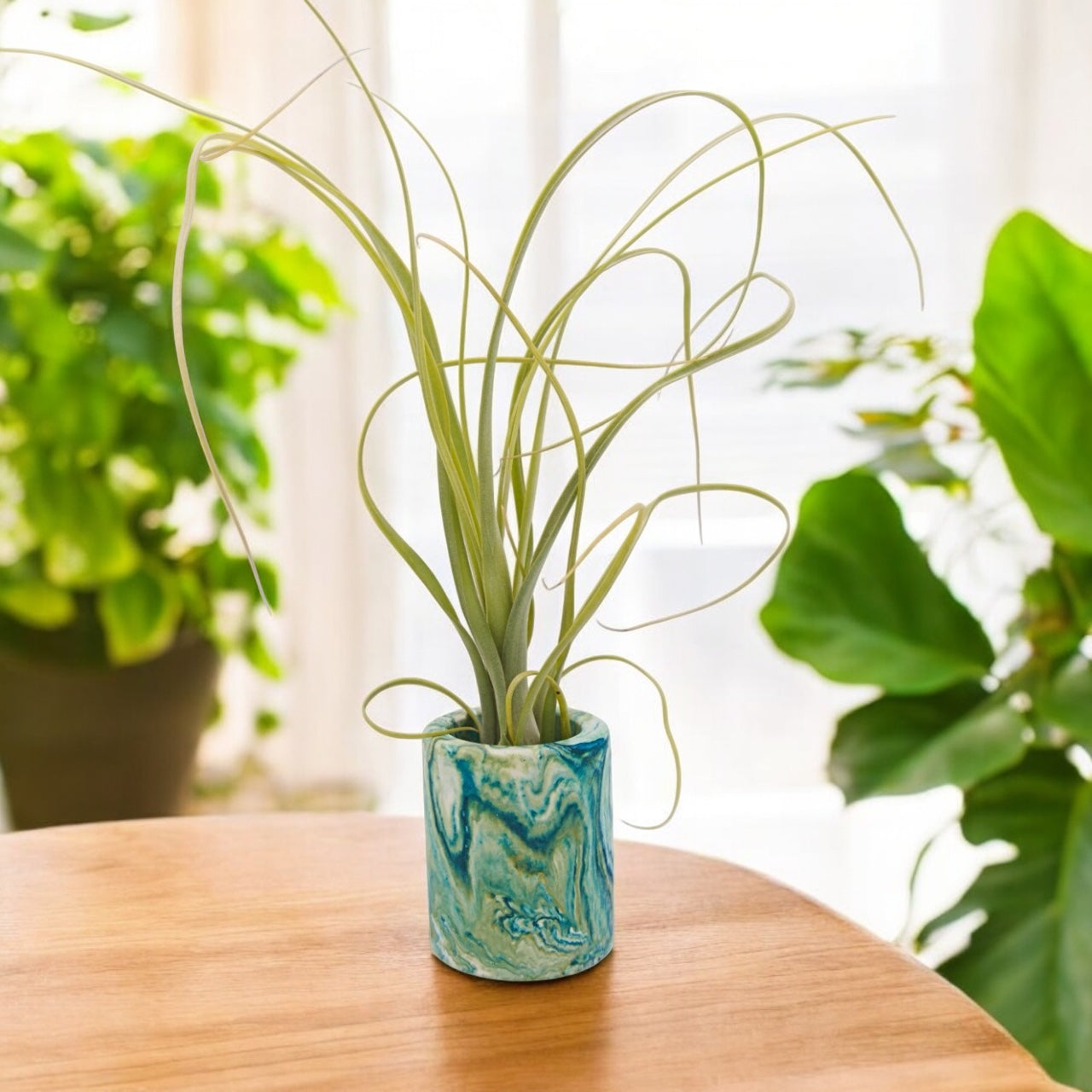 Tillandsia balbisiana airplant