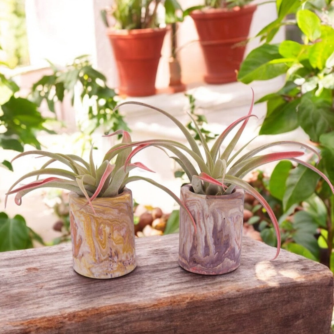 Tillandsia Capitata Pêche Augmenté