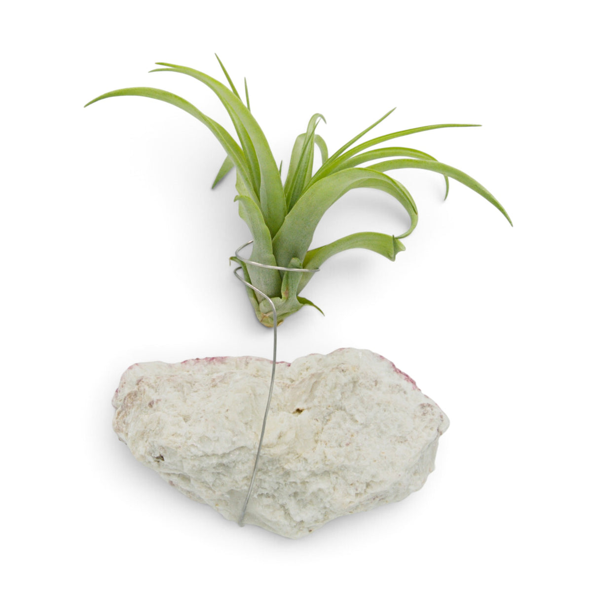 Pink Tourmaline Crystal Air Plant Holder