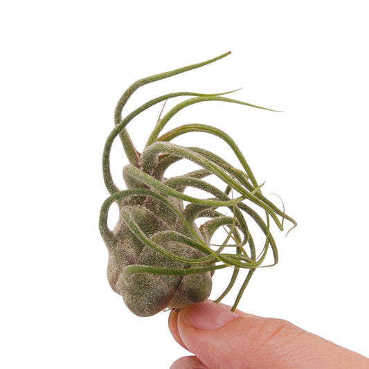 Tillandsia Pruinosa Guatemala