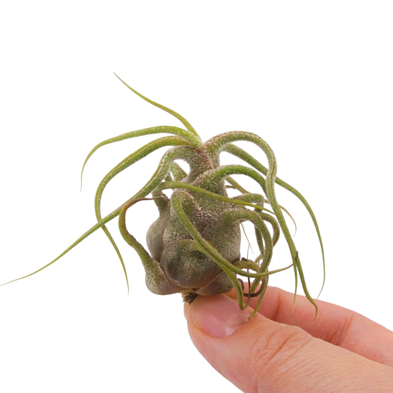 Tillandsia Pruinosa Guatemala