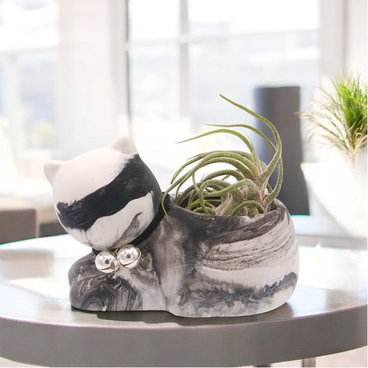 Tillandsia Pruinosa Guatemala