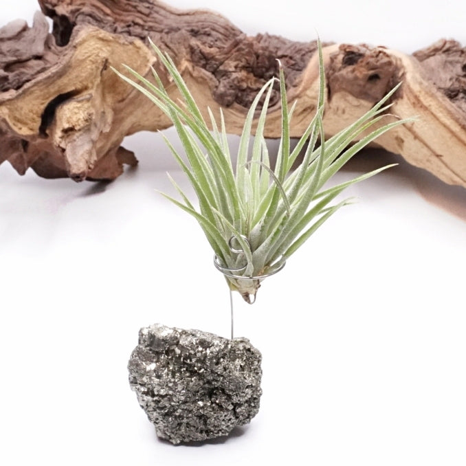Pyrite Crystal Airplant Holder
