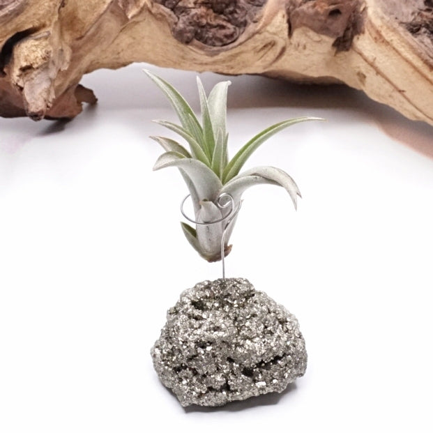 Pyrite Crystal Airplant Holder