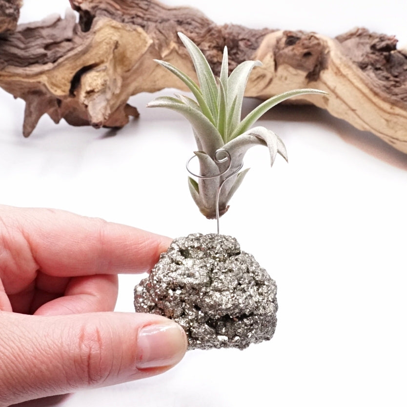 Pyrite Crystal with an airplant