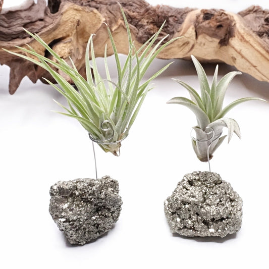 Pyrite Crystal with an airplant