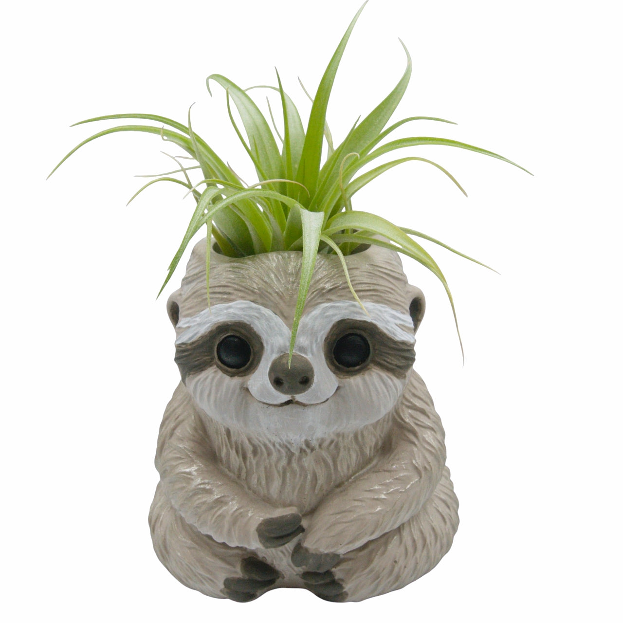 sloth air plant holder Slomo the Sloth Airplant Pot – Plant Babies Terrariums