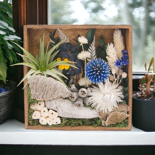 Wooden box frame stained with dried flowers, wood, moss, dried mushrooms and an airplant, blue flowers