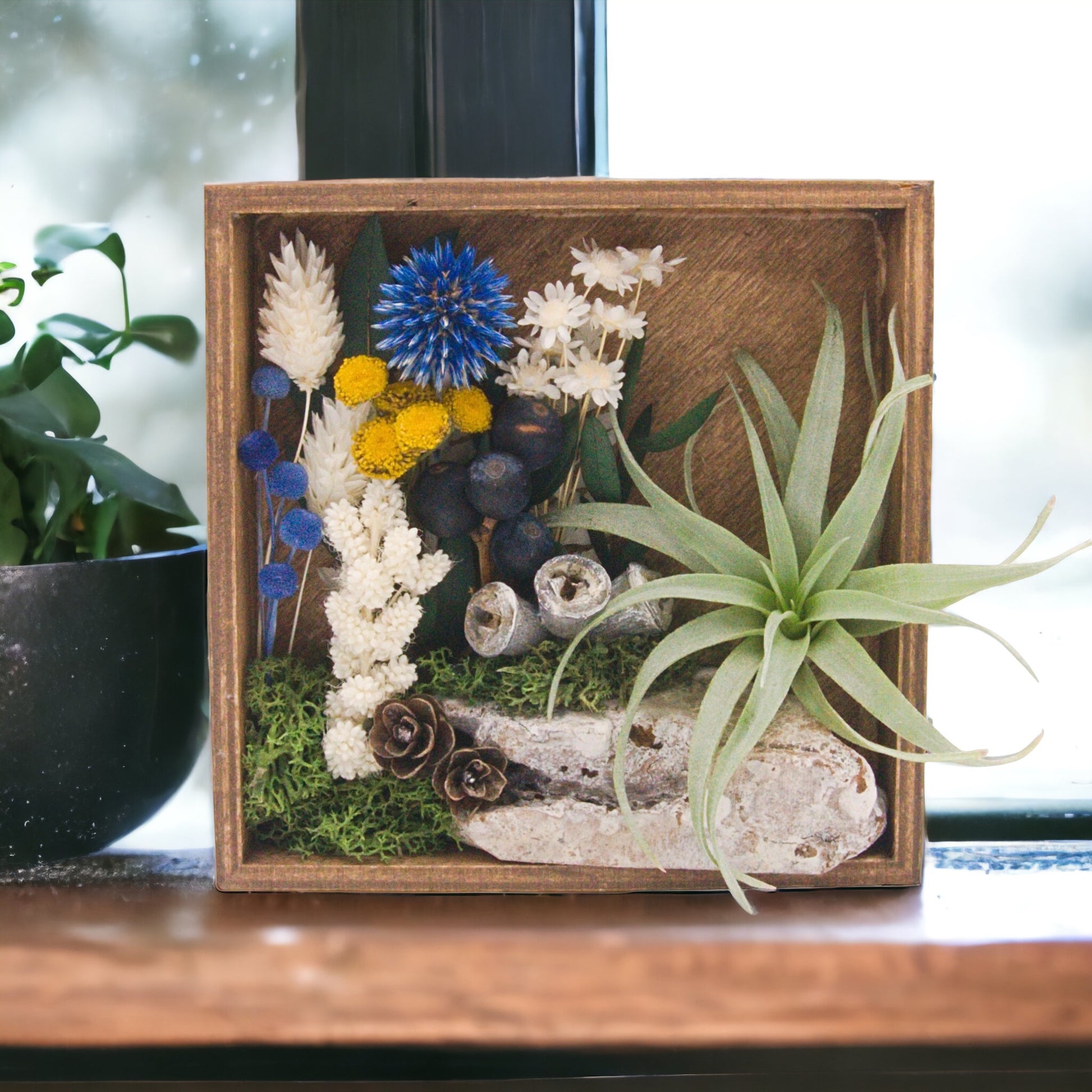 Wooden box frame stained with dried flowers, wood, moss, dried mushrooms and an airplant, blue flowers