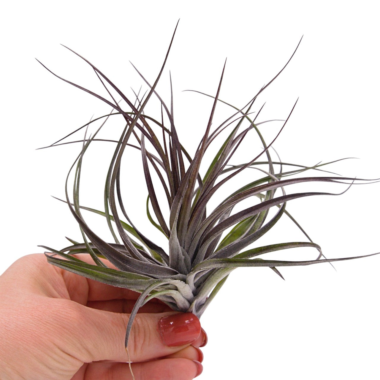 Airplant Stricta Midnight dark purple